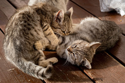 High angle view of cat sleeping on floor