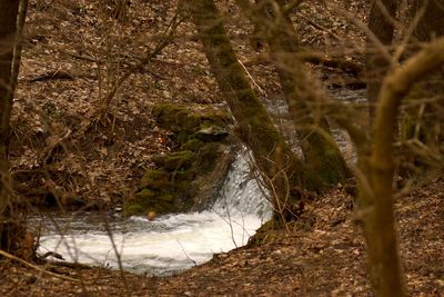 Close-up of waterfall in forest