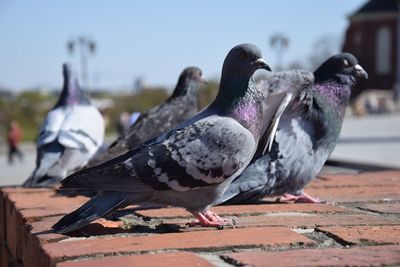 Close-up of pigeons perching on footpath