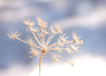 Close-up of white dandelion against sky