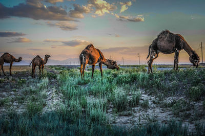 Horses on landscape against sky during sunset