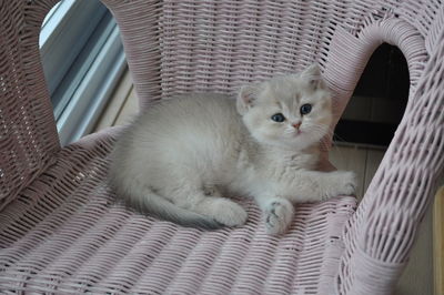 Close-up of cat sitting on chair