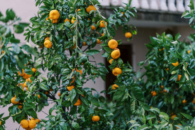 Low angle view of fruits on tree