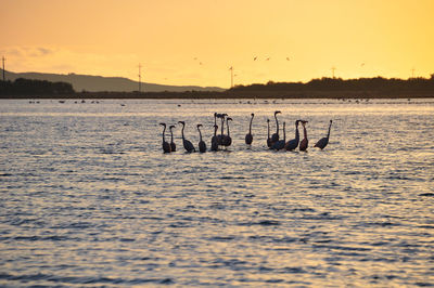 Silhouette birds on sea against sky during sunset