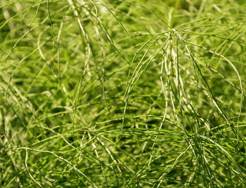 Close-up of dew drops on pine tree