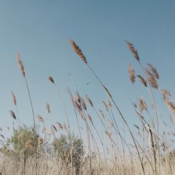 Low angle view of stalks against the sky