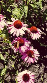 High angle view of coneflowers blooming outdoors