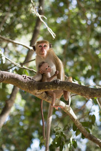 Low angle view of monkey sitting on tree