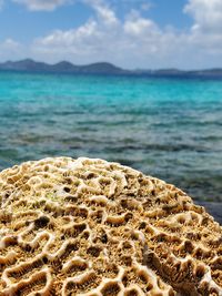 Close-up of  braincoral, sea shore against sky