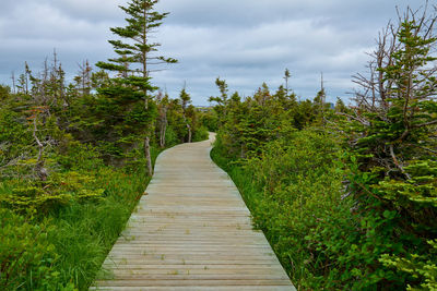 Boardwalk amidst trees against sky