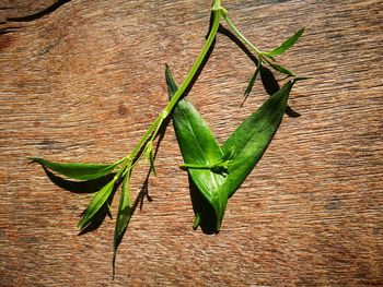 High angle view of leaves on table against wall