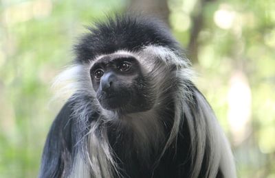 Close-up portrait of monkey in forest