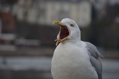 Close-up of seagull squawking