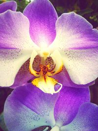 Close-up of purple flower blooming in pond