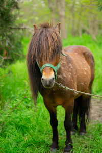 Horse standing on field