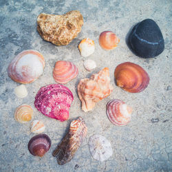 High angle view of shells on rock