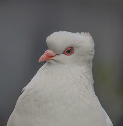 Close-up of white bird