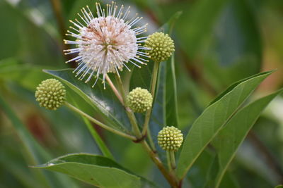 Close-up of flowering plant