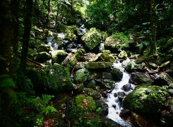 Scenic view of waterfall in forest