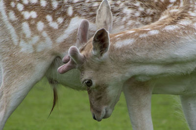 Close-up of an animal