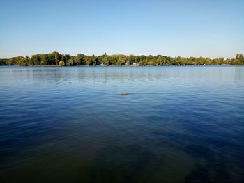 Swan floating on lake against clear blue sky