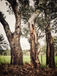 tree