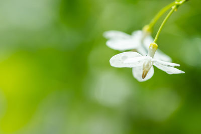 Close-up of white flowering plant