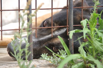 Dogs locked up victims of animal abuse and abuse