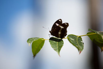 Close-up of butterfly on plant