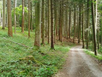 Road passing through forest