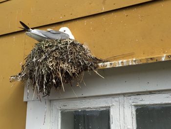 Close-up of bird perching on built structure