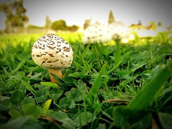 Close-up of mushroom growing on field