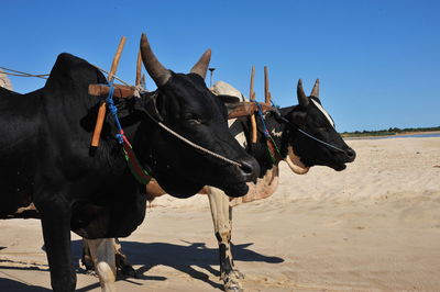 Bulls on sandy field