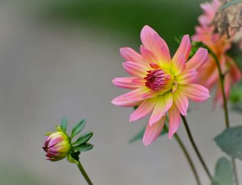 Close-up of pink flower