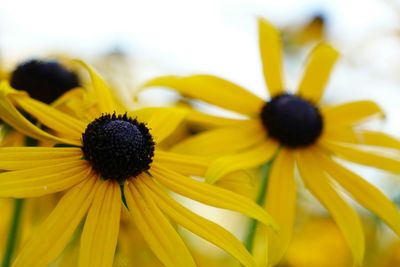 Close-up of yellow flower