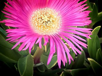 Close-up of pink flower blooming outdoors