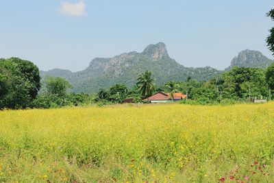 Scenic view of field against sky