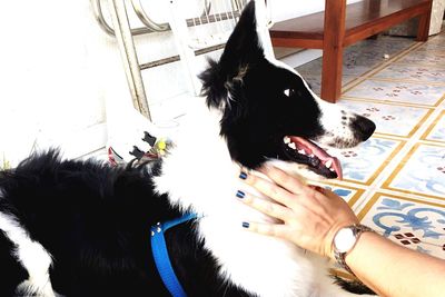 Close-up of hand holding dog