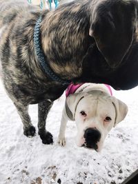 Close-up of dog during winter