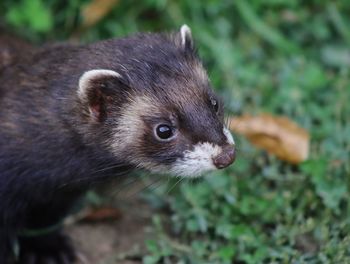 Close-up of polecat on field