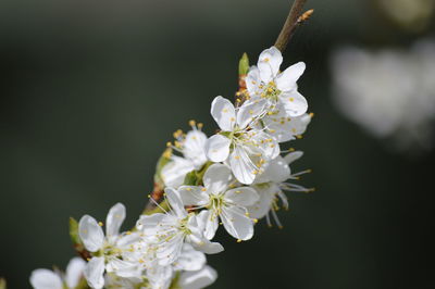 Close-up of white flowers on twig