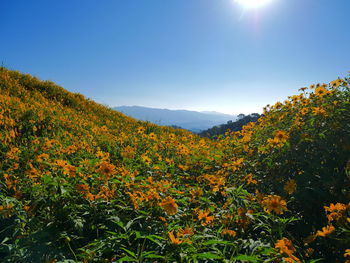 Yellow flowers growing on land against sky