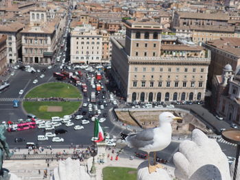 High angle view of seagulls on city buildings