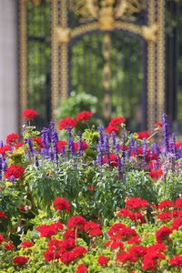 Close-up of flowers growing outdoors