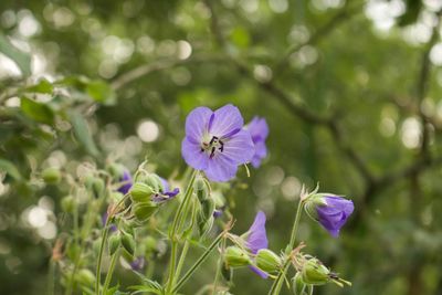 Close-up of purple flowering plant