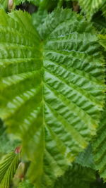 Full frame shot of fresh green plants