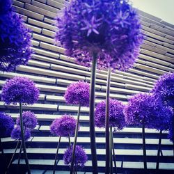 Close-up of purple flowering plants against trees