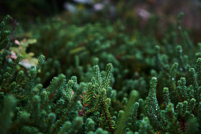 Full frame shot of plants