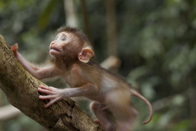 Low angle view of monkey sitting on tree