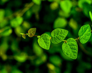 Close-up of green leaves on plant